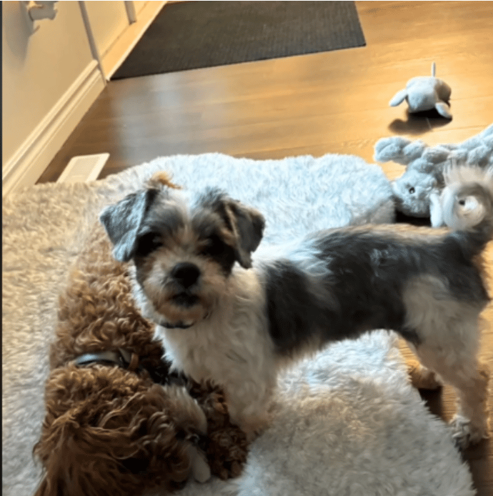 Found Abandoned in a Trailer, Severely Matted Lhasa Apso Now Looks Like a Whole New Dog